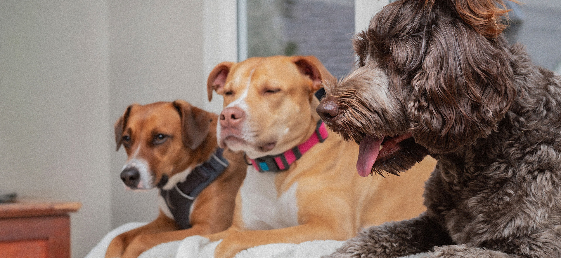 ¿cómo evitar peleas entre perros?