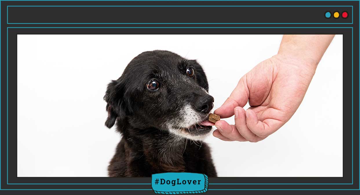 cuidados esenciales del perro senior