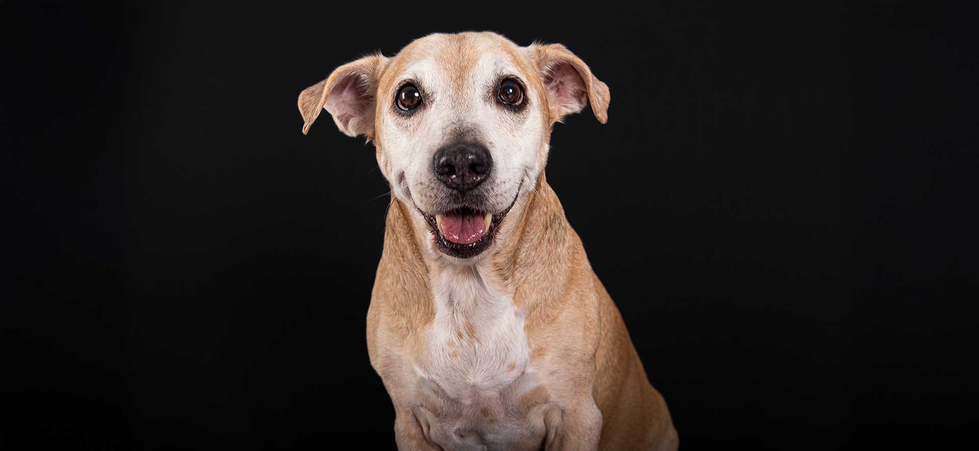 cuidados del perro senior