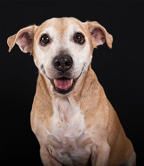 cuidados del perro senior