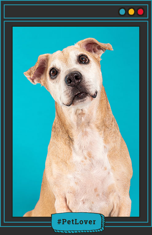 movilidad en perros mayores