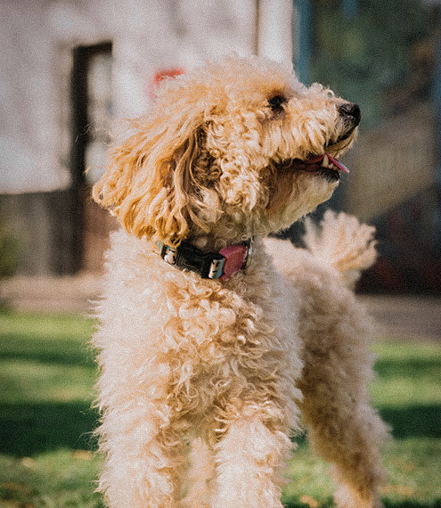 ¿Por qué mi perro babea mucho?