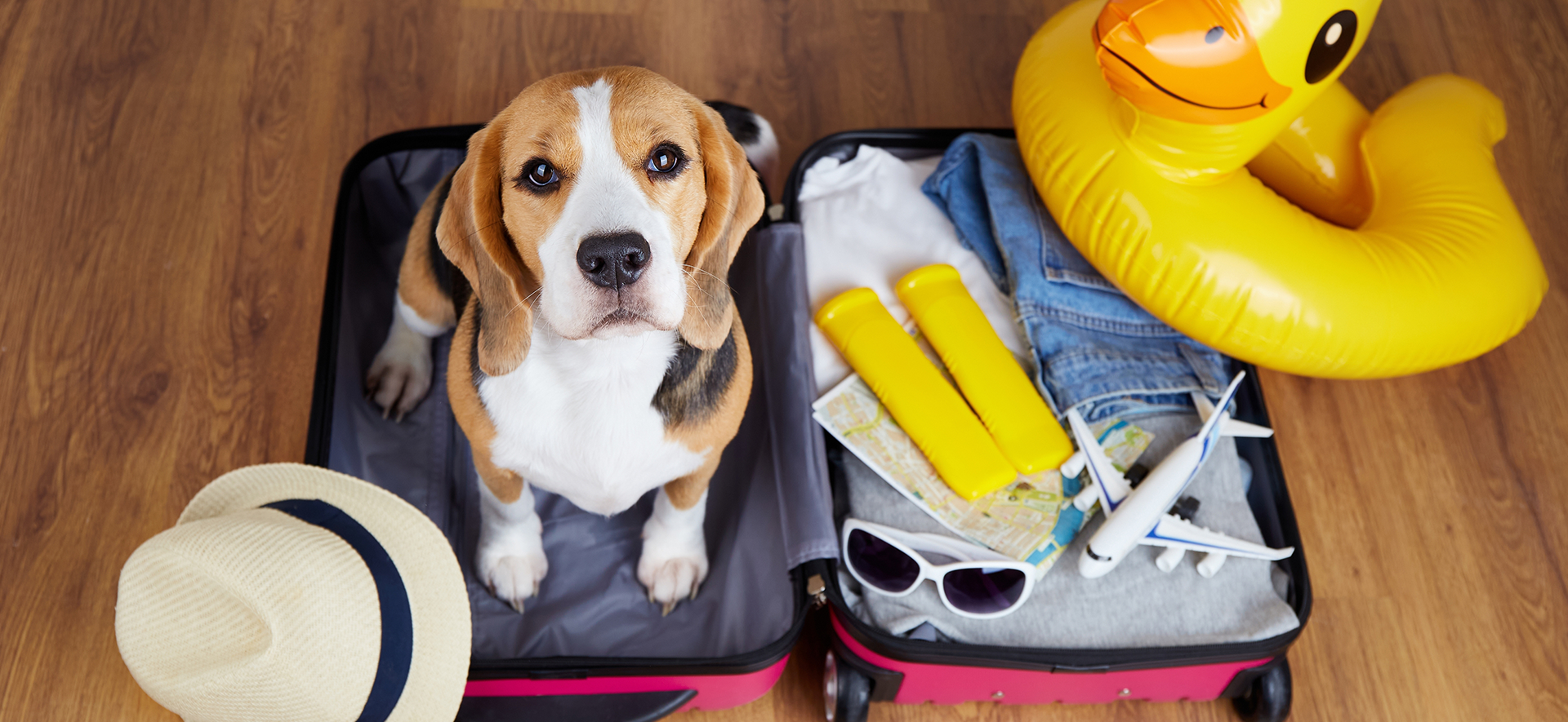 alimentación para perros en viajes