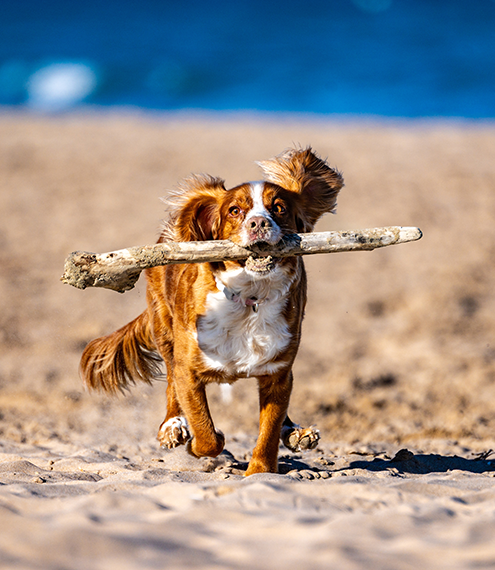 alimentación para perros en viajes