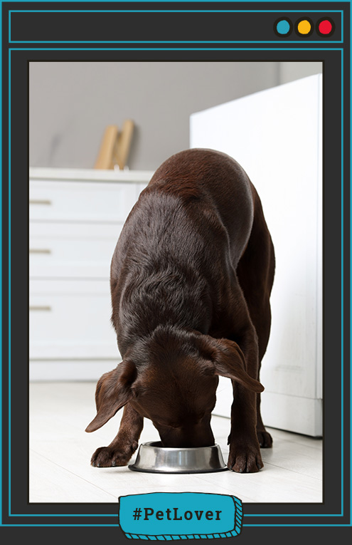 probióticos para perros beneficios