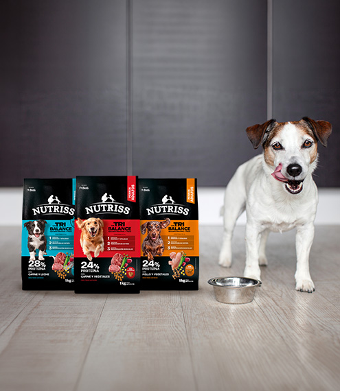 probióticos para perros
