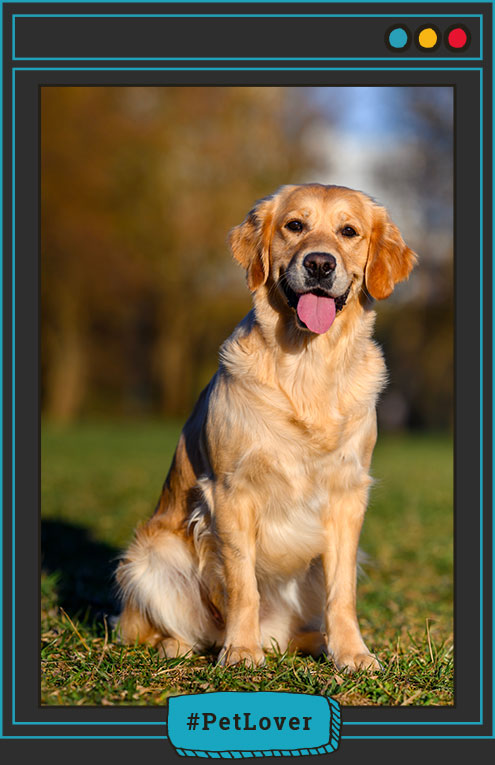  microbiota perros