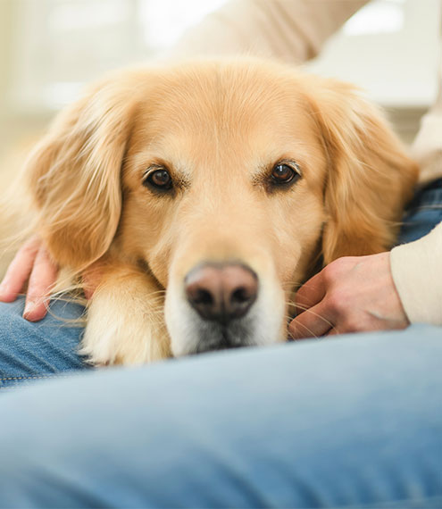 prebióticos digestión canina