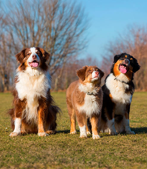 proteína para perros según su edad
