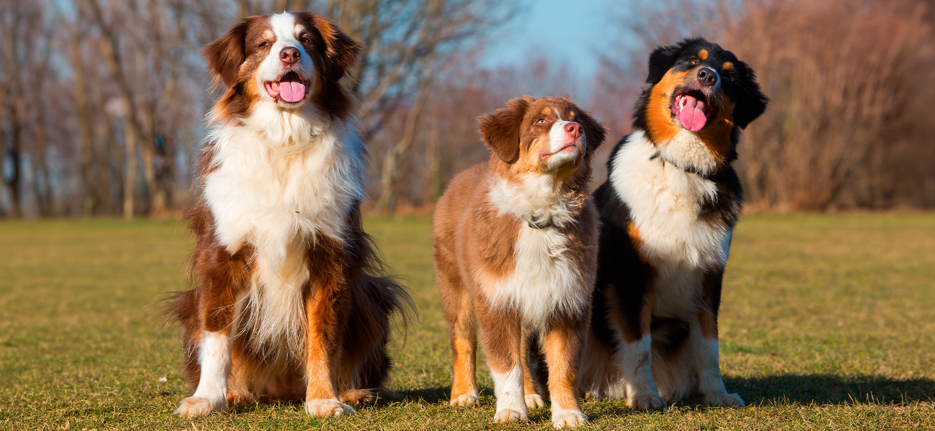 proteína para perros según su edad