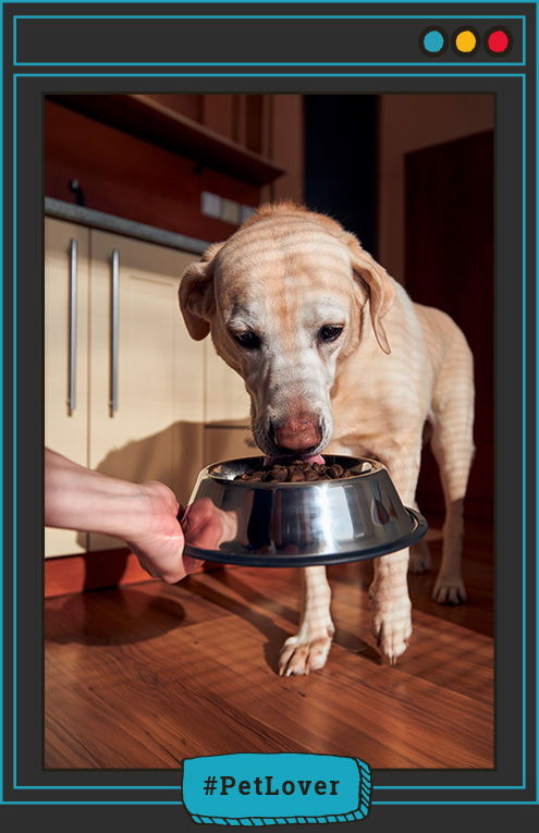 cantidad de proteína para perros