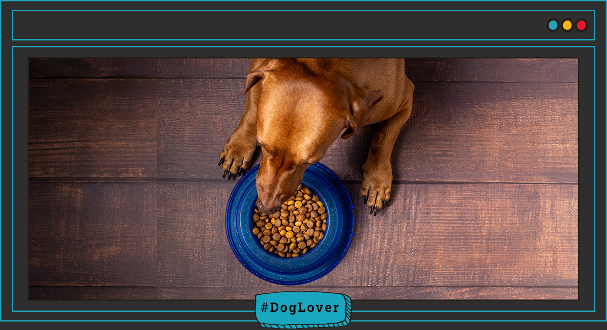 proteína para perros