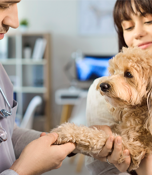 qué es la proteinuria en perros