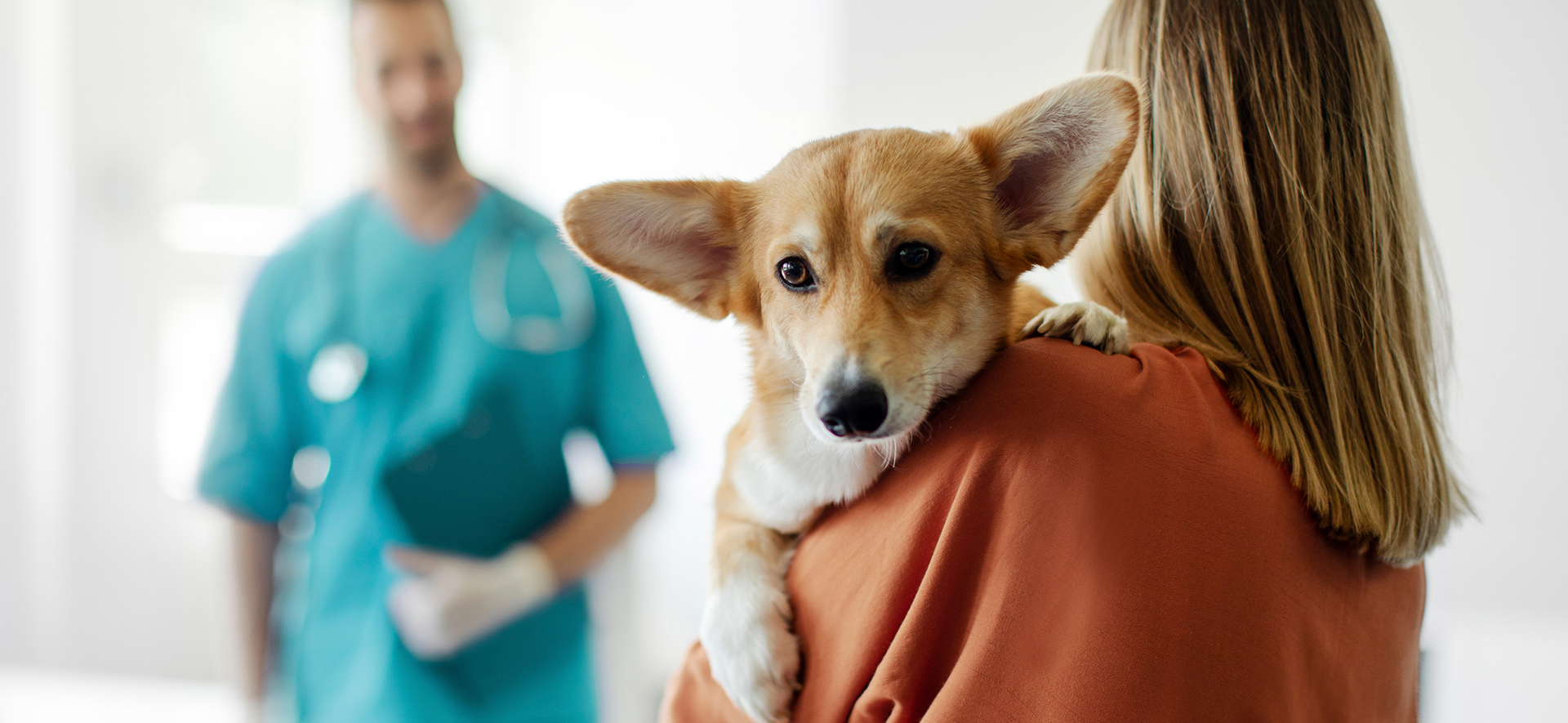 qué es la proteinuria en perros