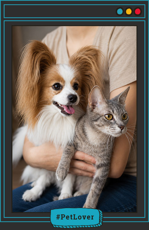 relación entre perros y gatos