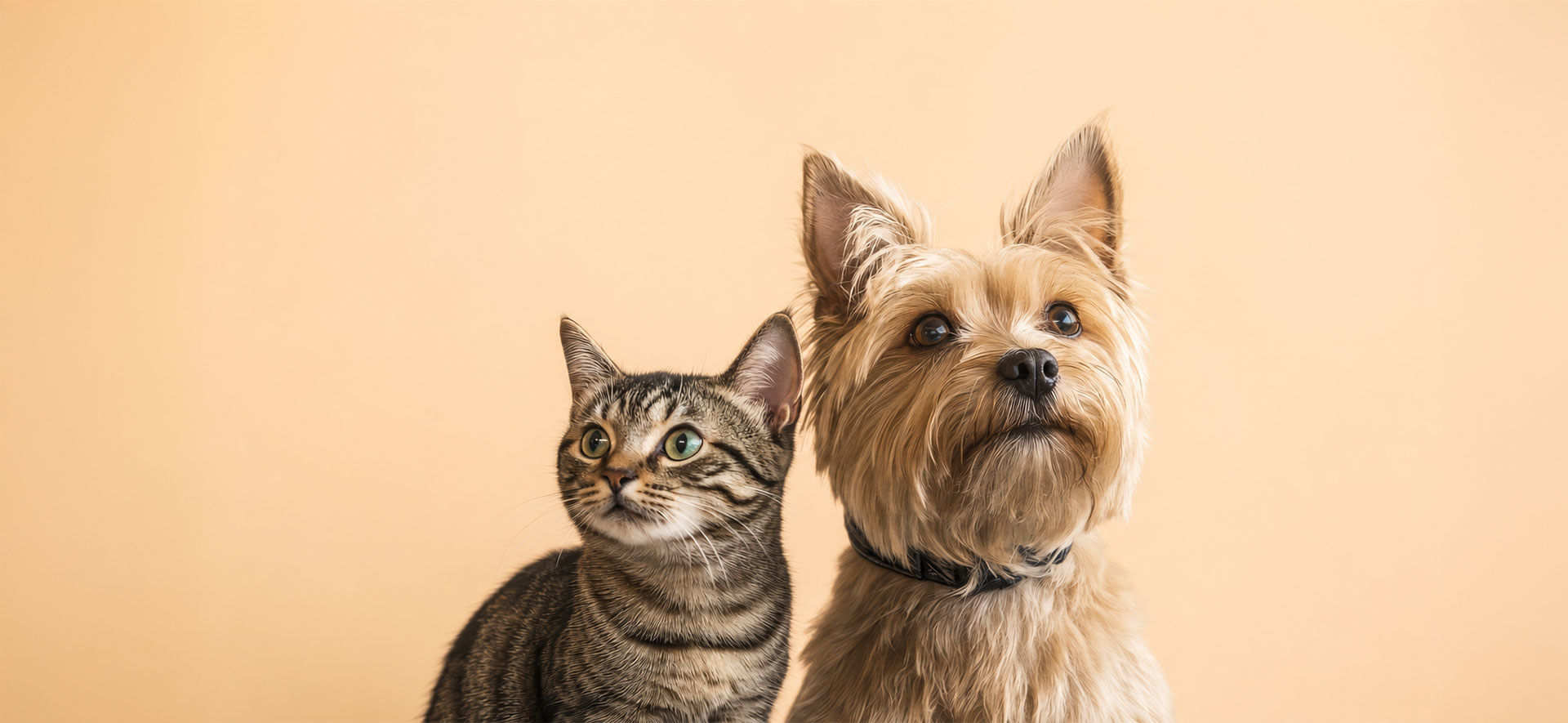 convivencia entre perros y gatos