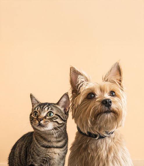 convivencia entre perros y gatos