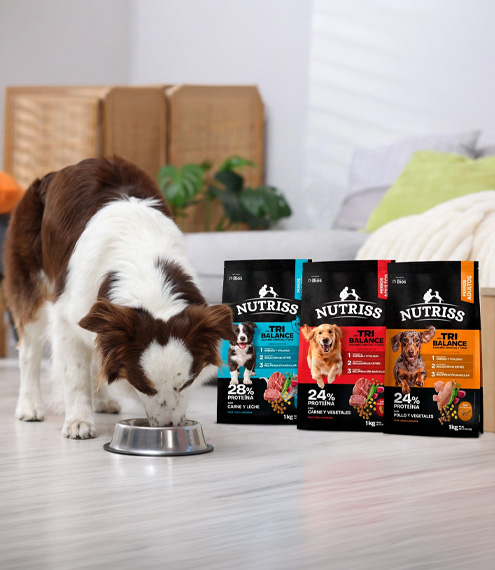 alimento con probióticos para perros