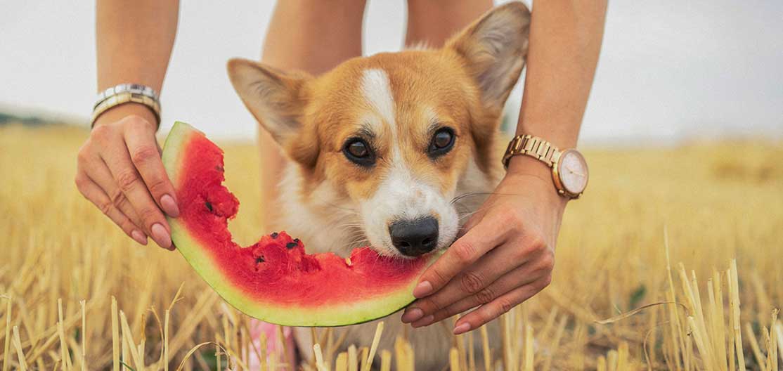 Beneficios de las frutas para perros