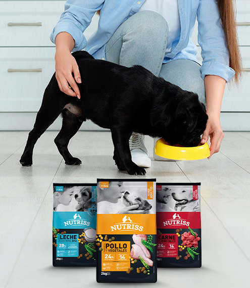 relación entre perros y humanos