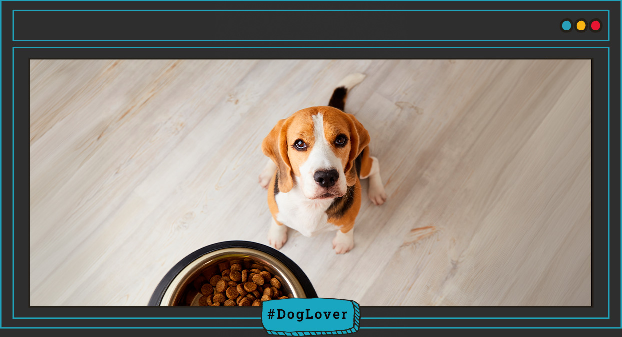 alimentación para perros