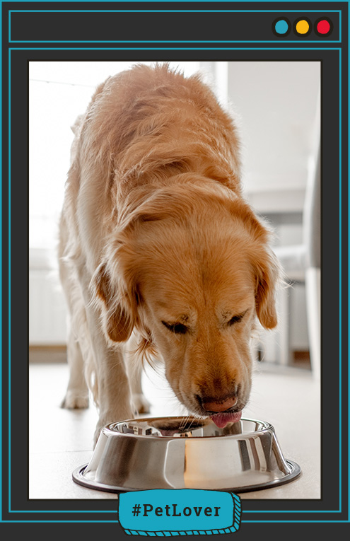 rutina de alimentación de perros