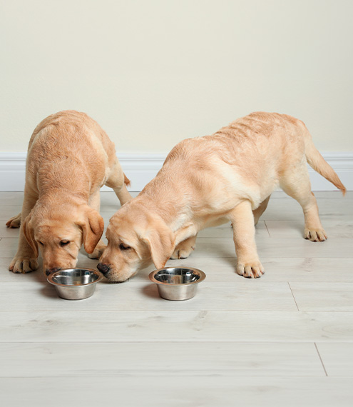  comida para perros y digestión