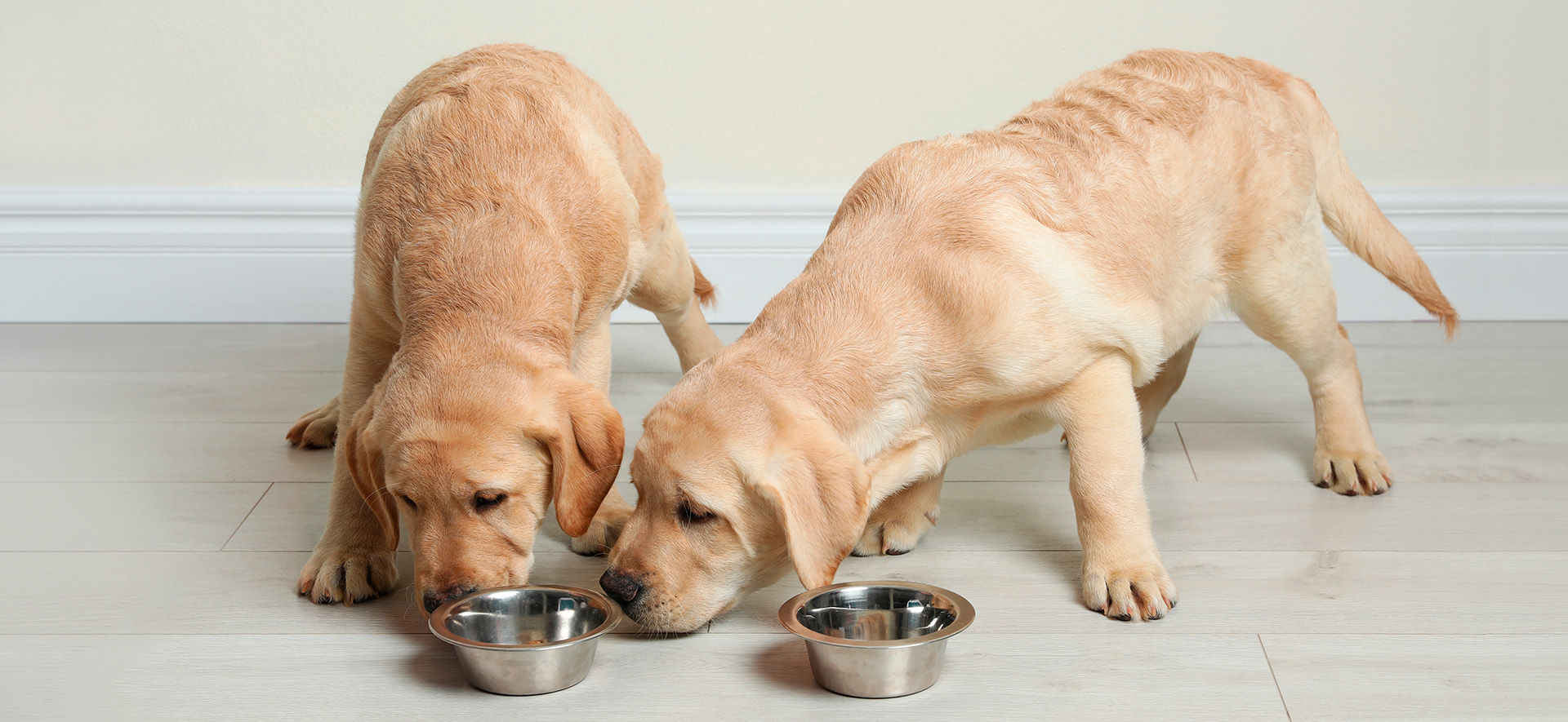  comida para perros y digestión