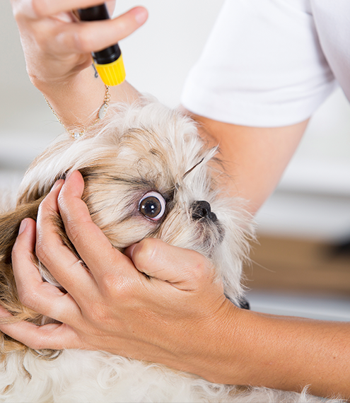 causas del síndrome de Horner en perros