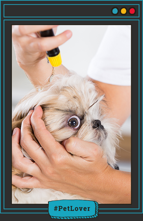 enfermedades neurológicas en perros