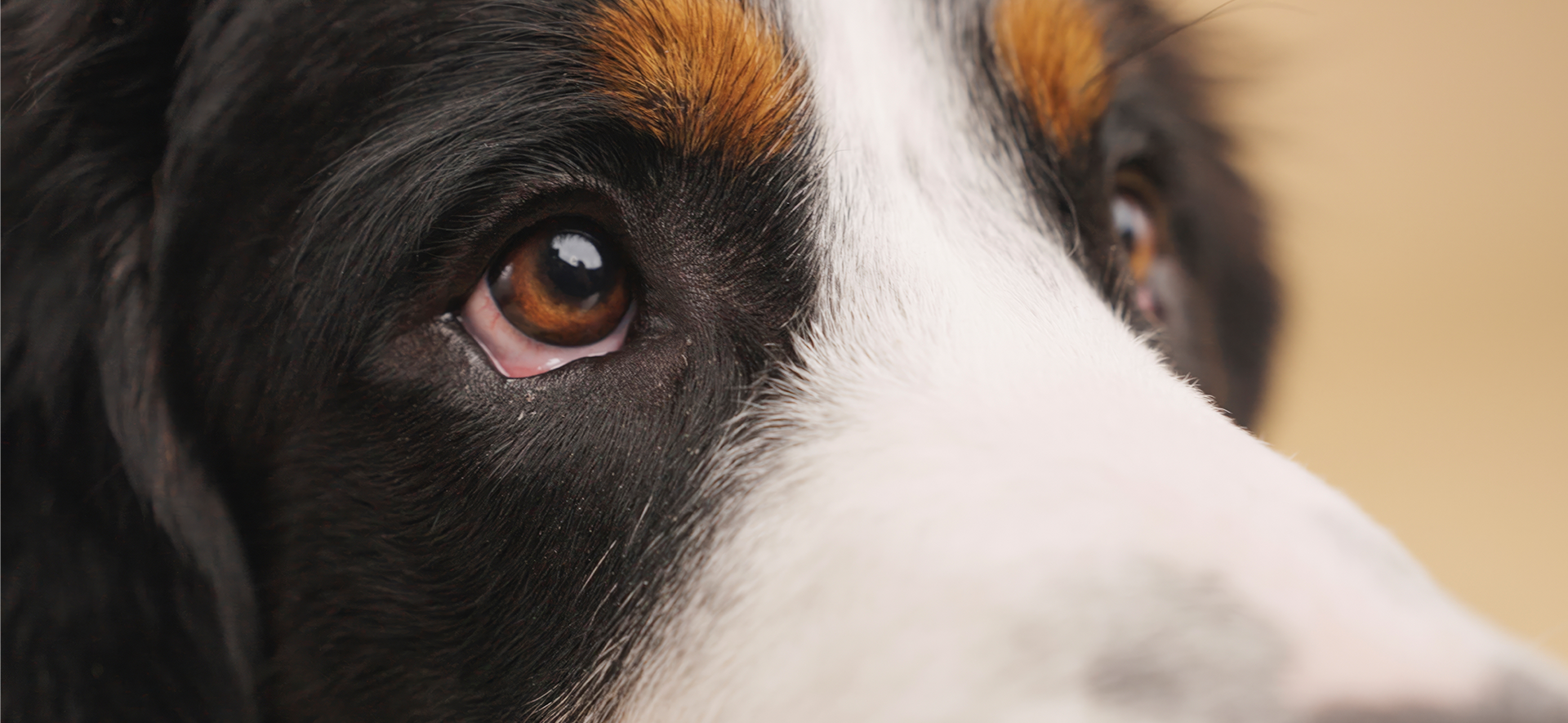 causas del síndrome de Horner en perros