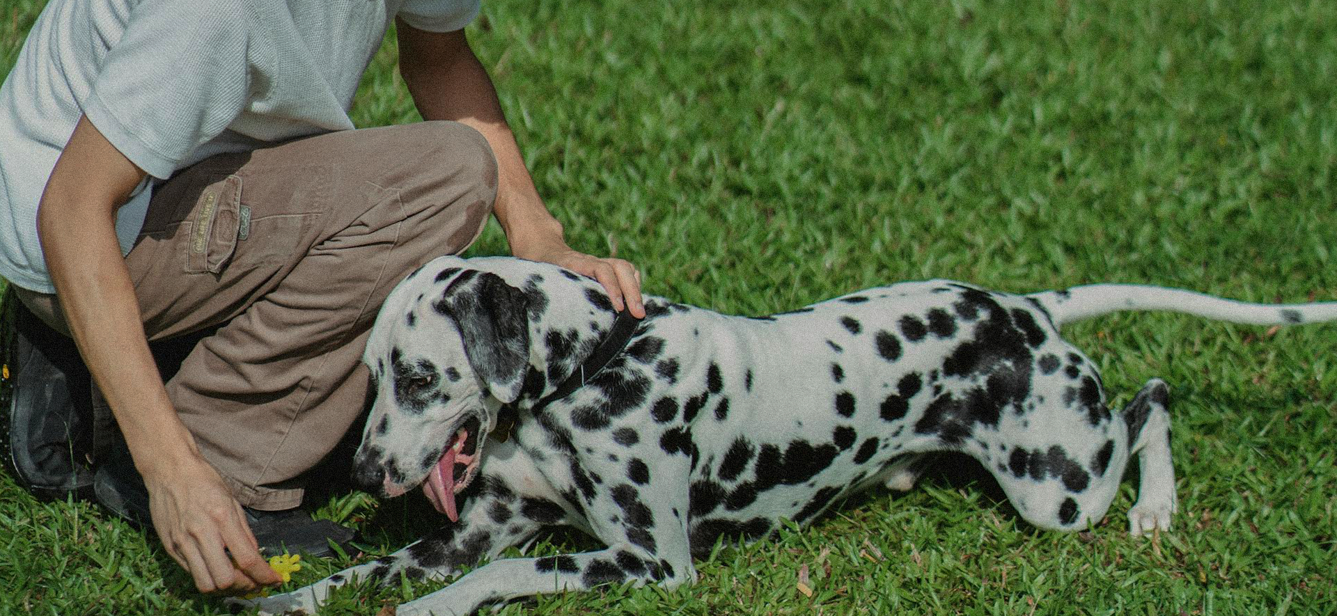 métodos para prevenir infecciones por hongos en perros