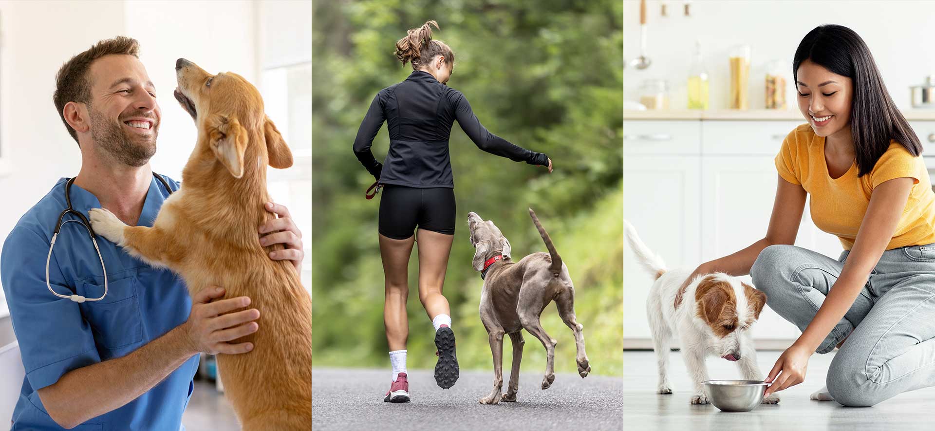 rutina diaria perros