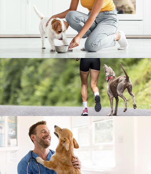 rutina diaria perros