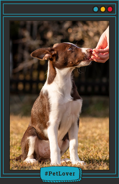 calidad de vida del perro