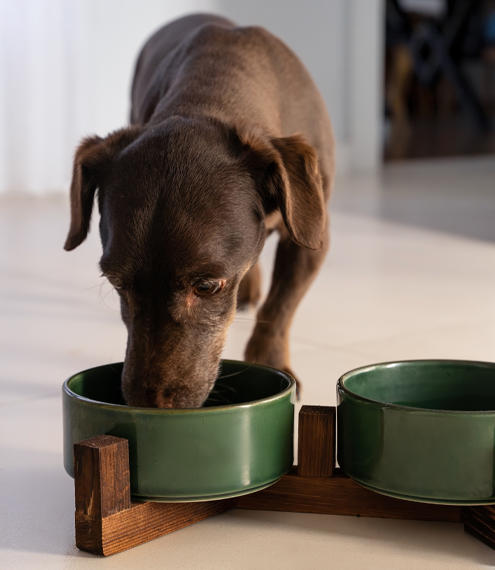 Omega 3 y 6 para perros