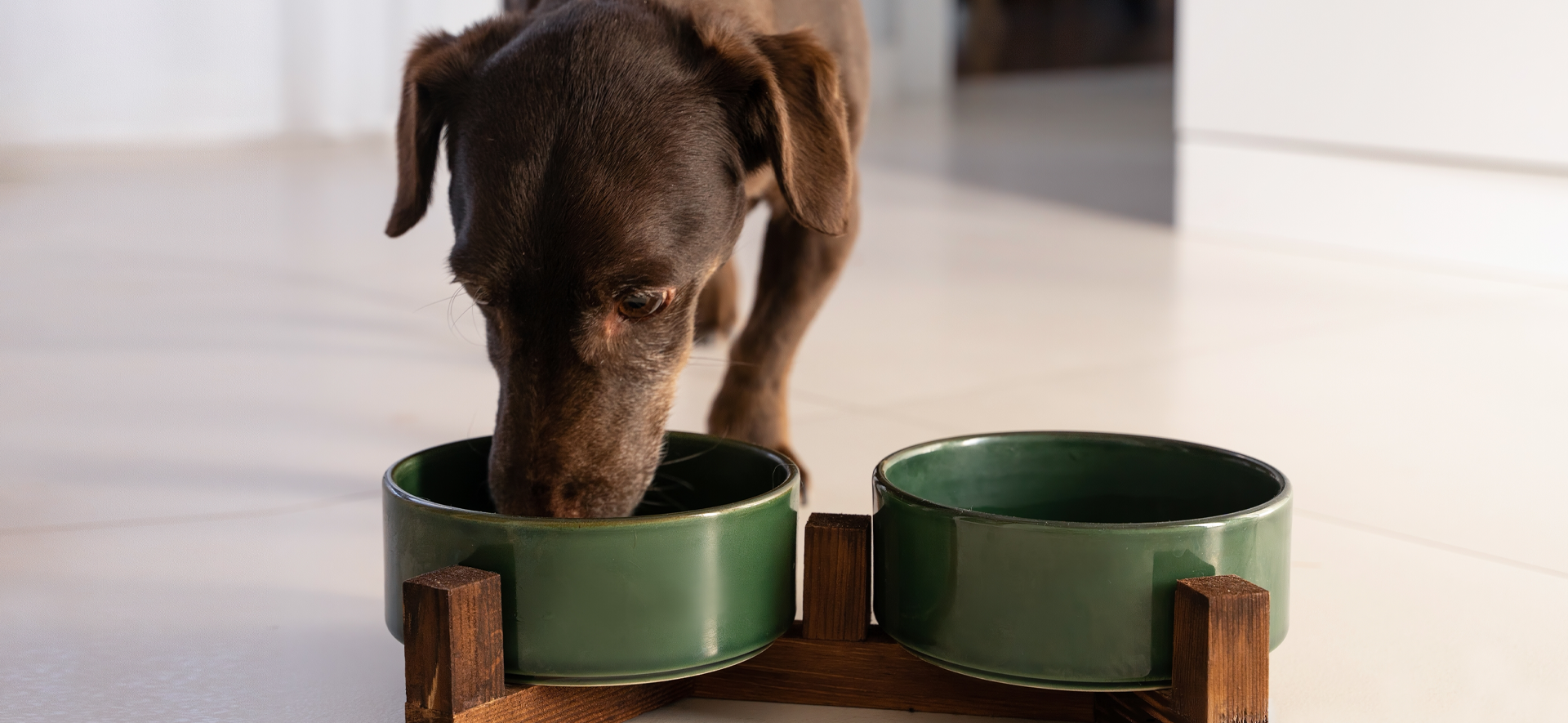 Omega 3 y 6 para perros