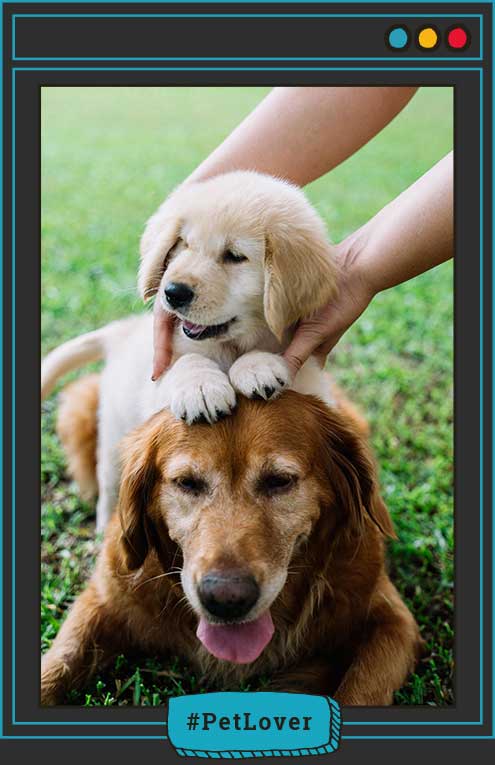 nutrición consciente para perros