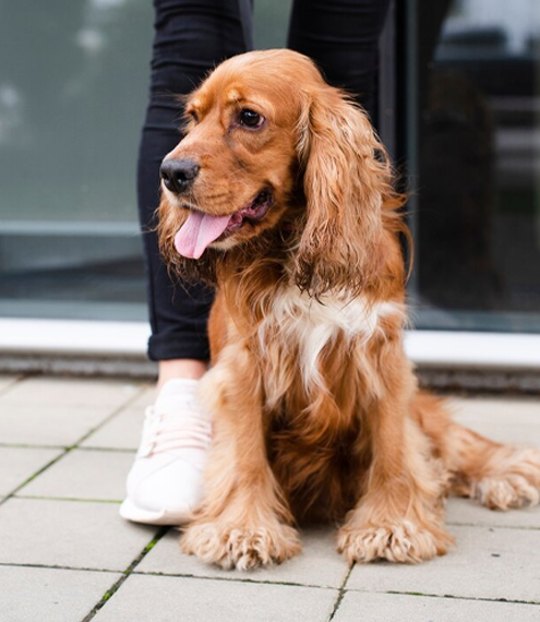 ¿Cómo puedo quitarle el mal aliento a mi perro?