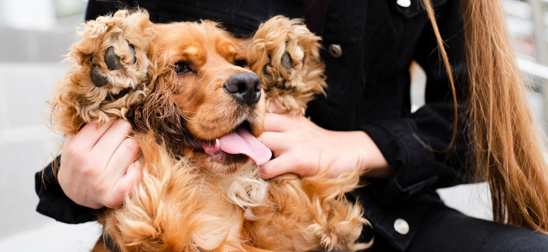 ¿Cómo puedo quitarle el mal aliento a mi perro?