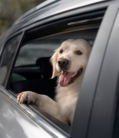viajes seguros con perros