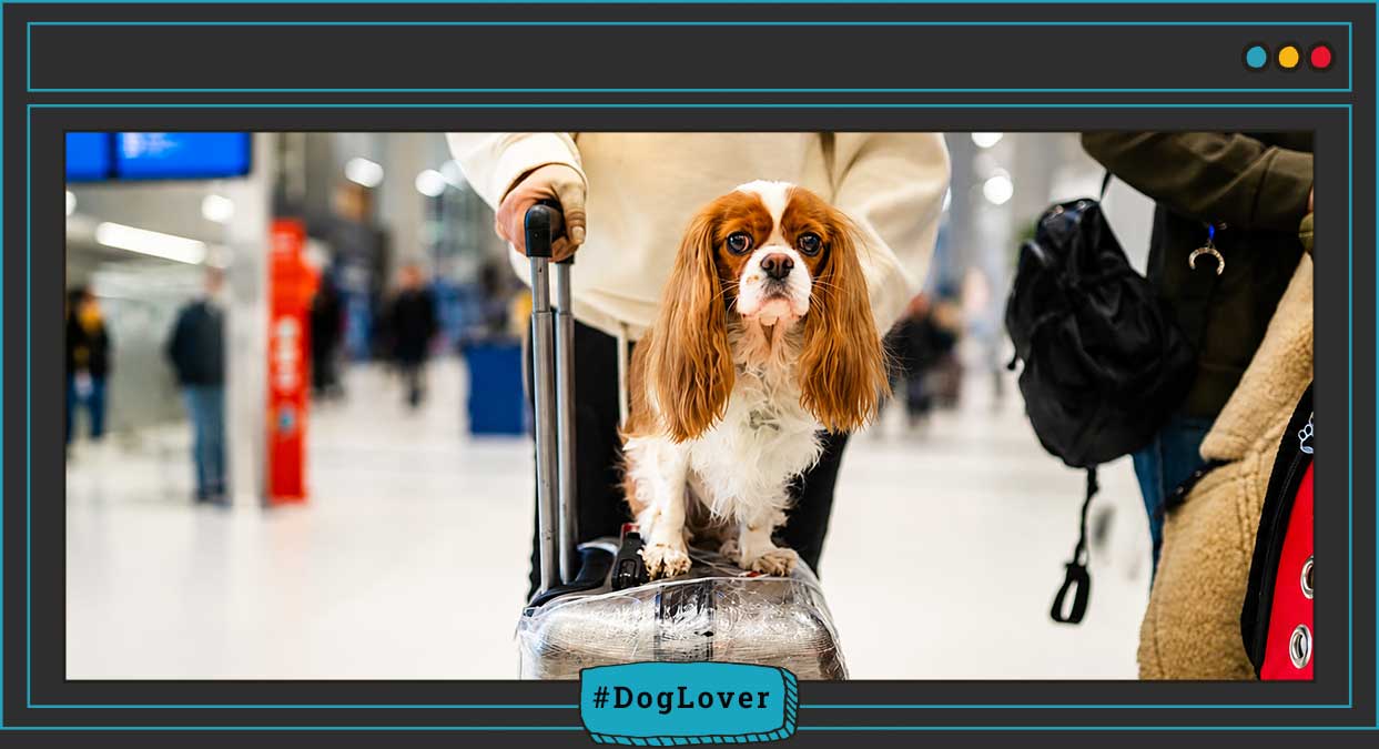 perros y viajes