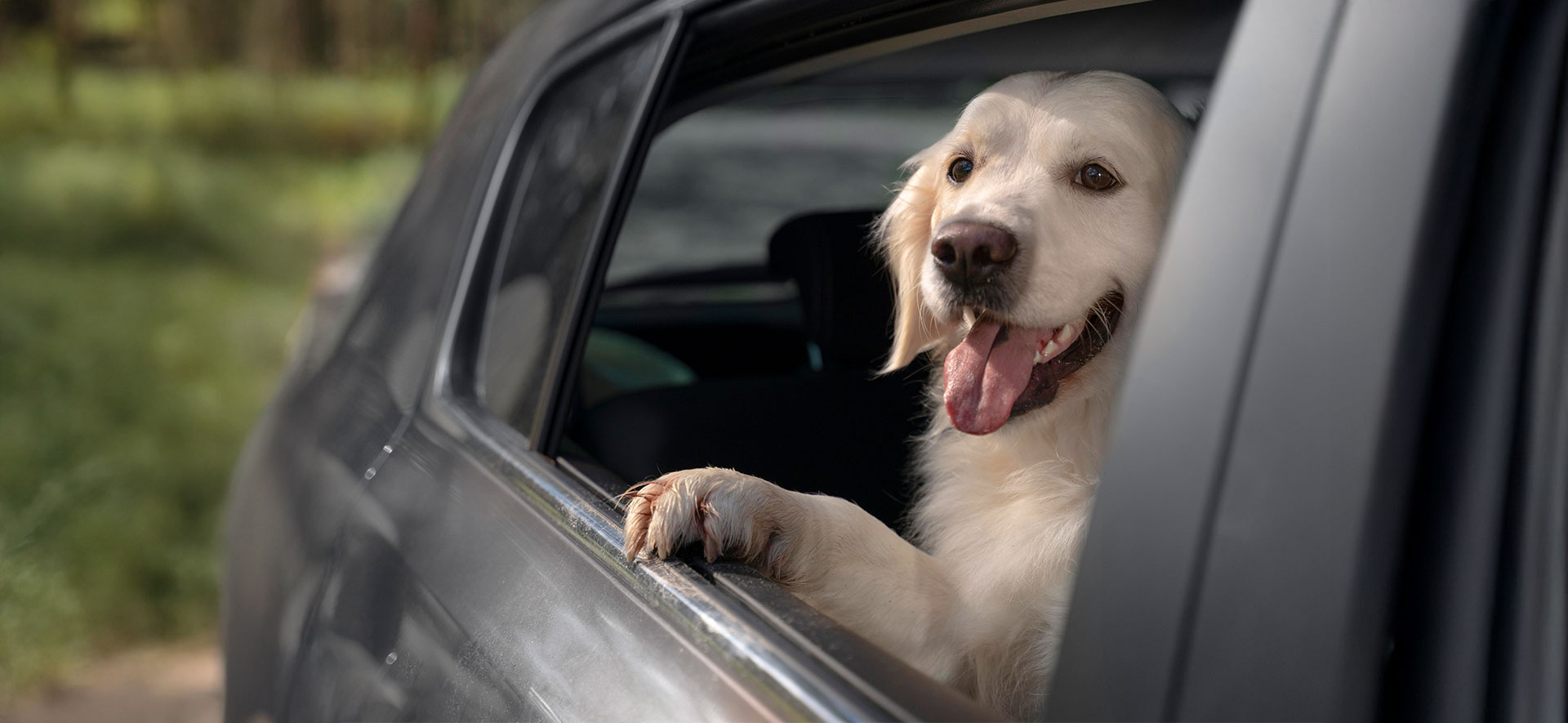 viajes seguros con perros