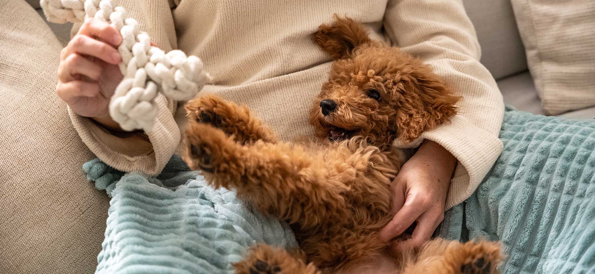 Educación temprana cachorro