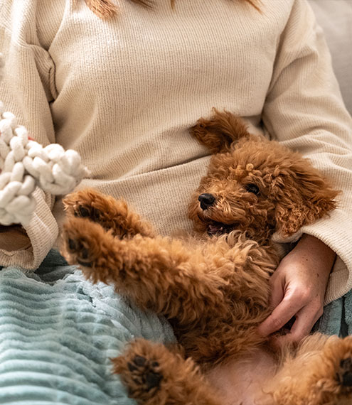 Educación temprana cachorro