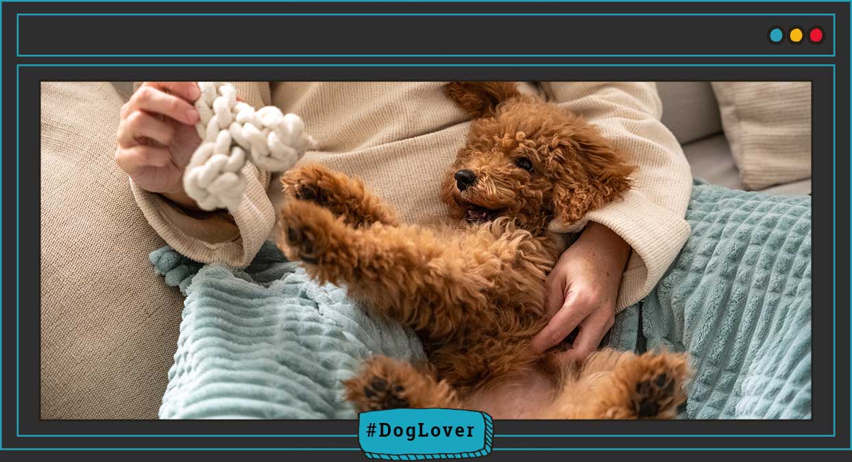 Socialización cachorro