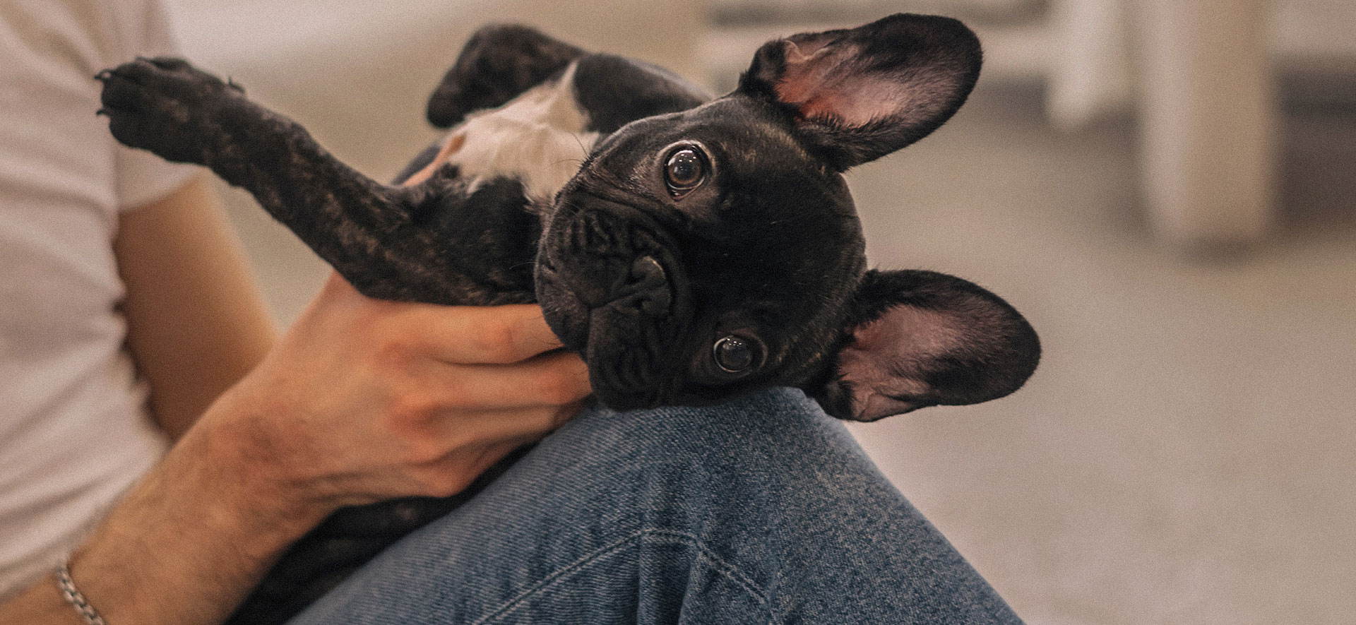 como quitar pulgas en cachorros