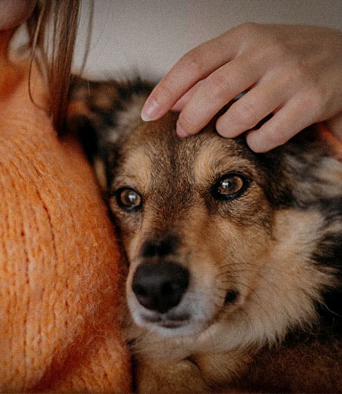 Conexión inquebrantable entre perros y humanos
