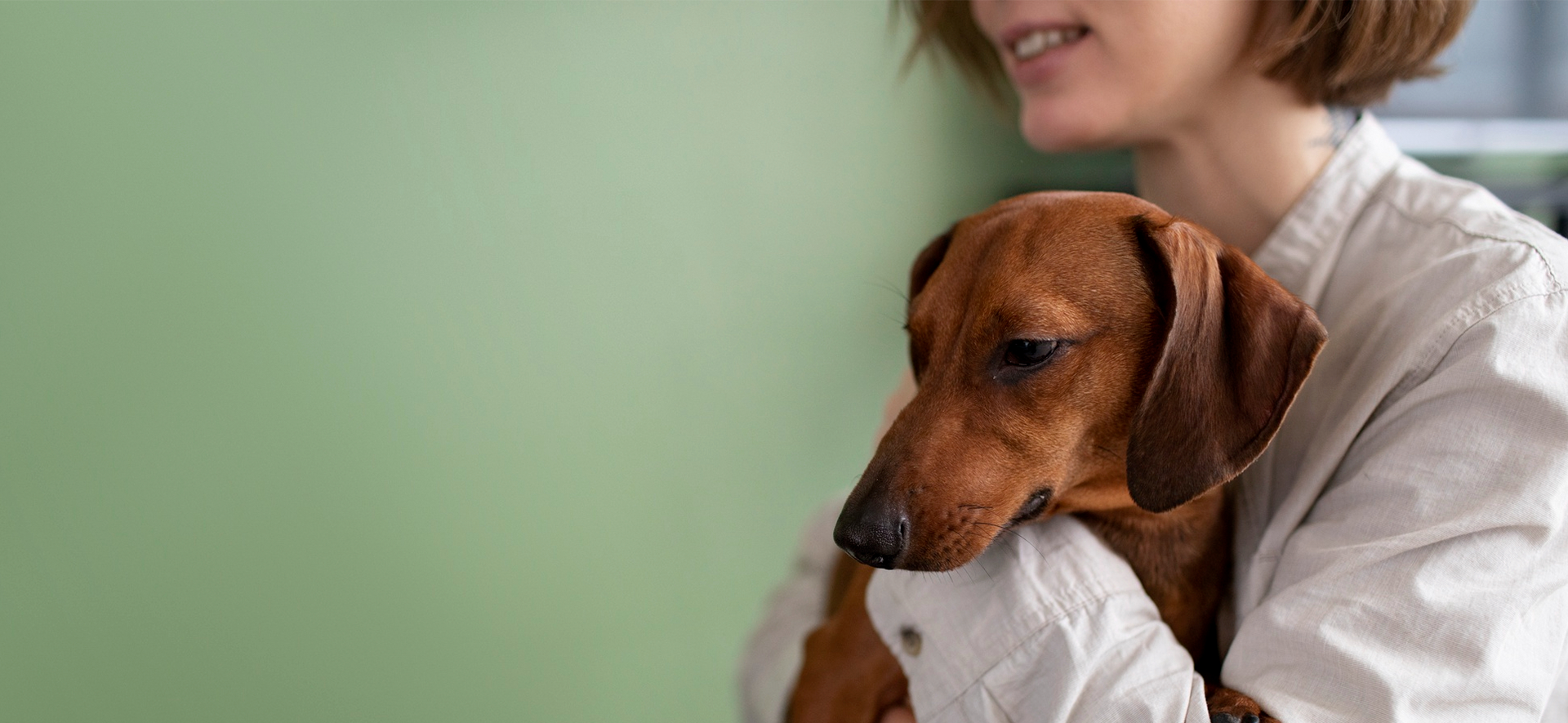 Problemas de disco intervertebral en perros