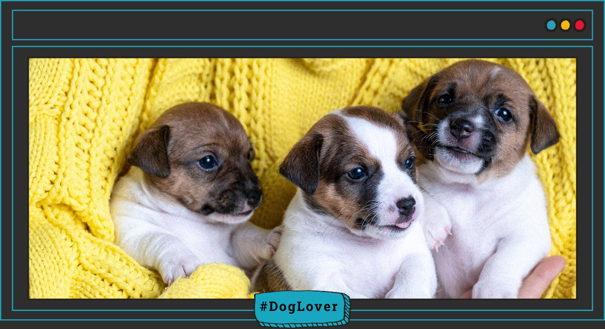 cuidados de cachorros recién nacidos